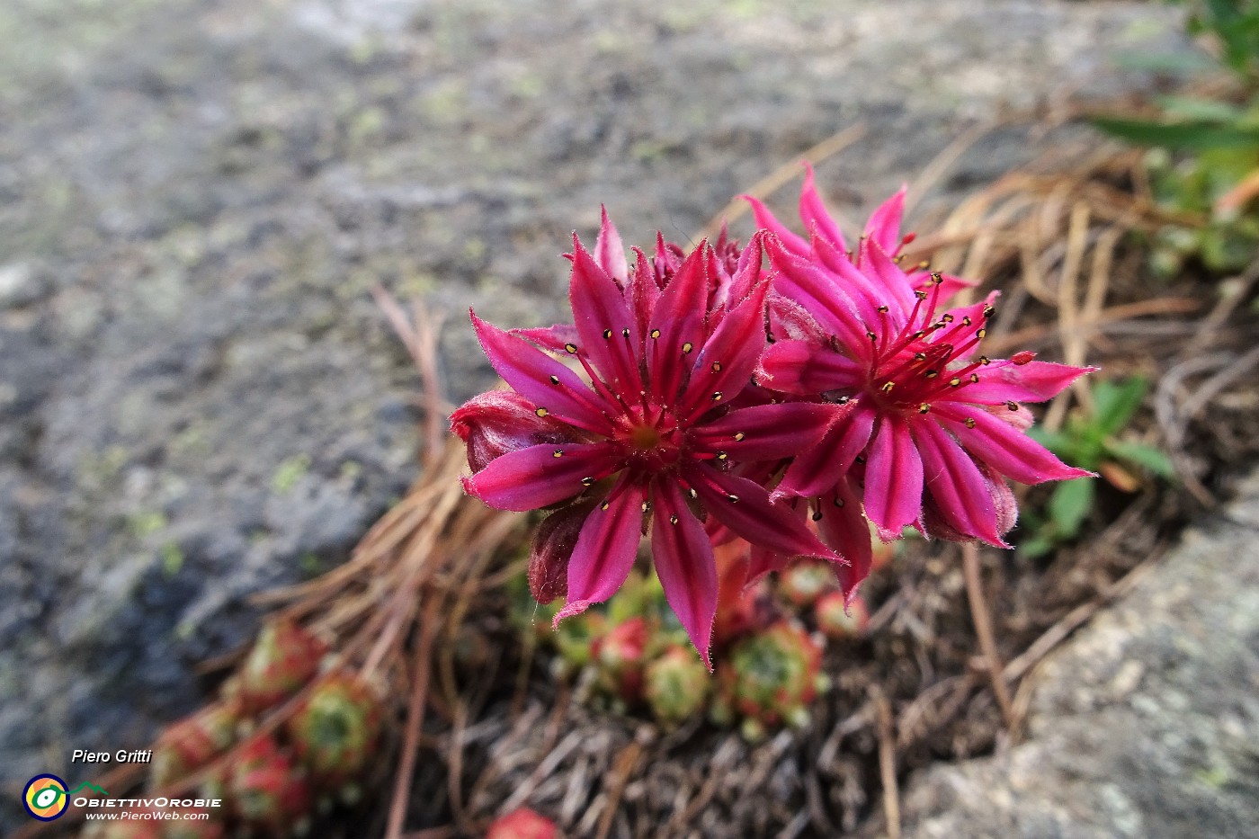 80 Semprevivo montano (Sempervivum montanum).JPG